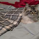 Zora is a genius, lets all snuggle under a heating pad.